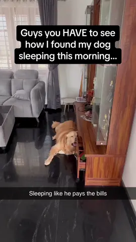 Oh to be a sleeping Golden Retriever without a 9-5 and responsibilities 🥺 #Pubity (Via: @ViralHog)