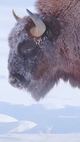 A lone bison,marching in the wind and snow.#bison #wildlife 
