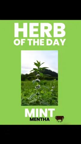 Herb of Today: Mint 🌱 Here are some benefits of integrating Mint in your everyday life. Mint has a WIDE range of uses but here I am naming a few. Go follow @mysticalmeeks MY ONLY PAGE Also check out Herb uses post! Sending and welcoming back abundant BLESSINGS and PEACE alongside LOVE and LIGHT ❤️🧿 #fyp #vvitch #vvitchtok #vvitchfyp #hoodoo #mysticalmeeks #astrology #angelnumbers #metaphysicalhealing #metaphysical #roots #rootwork #herbs #herbalmedicine #herbalbaths #herbaloil #spiritualbaths #spelljars #protection #spiritualawakening #spiritualjourney #spirituality #courage   @Meeka ❤️  