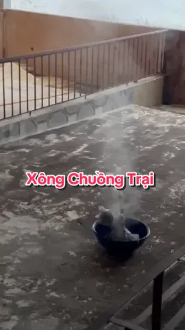 Xông Chuồng Trại Bằng Focmol Và Thuốc Tím #BSTY #channuoiheo #MVT #dailythuocthuy  