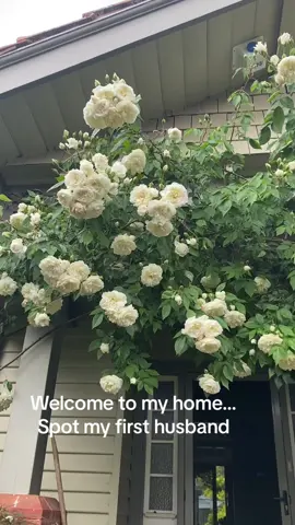 This beautiful white rambler rose wraps around my home.  See if you can spot my first husband. He didnt help enough around the garden. RIP  #flower #mygarden #fyp #flor #fypシ #rose #roses_are_rosie #rosa #roseattitude #rosas #Home #homemade #bloom #happygardener #Love #flowerpower #flowers #petrinablooms #white #cottagecore #cottagegarden #melbourne 