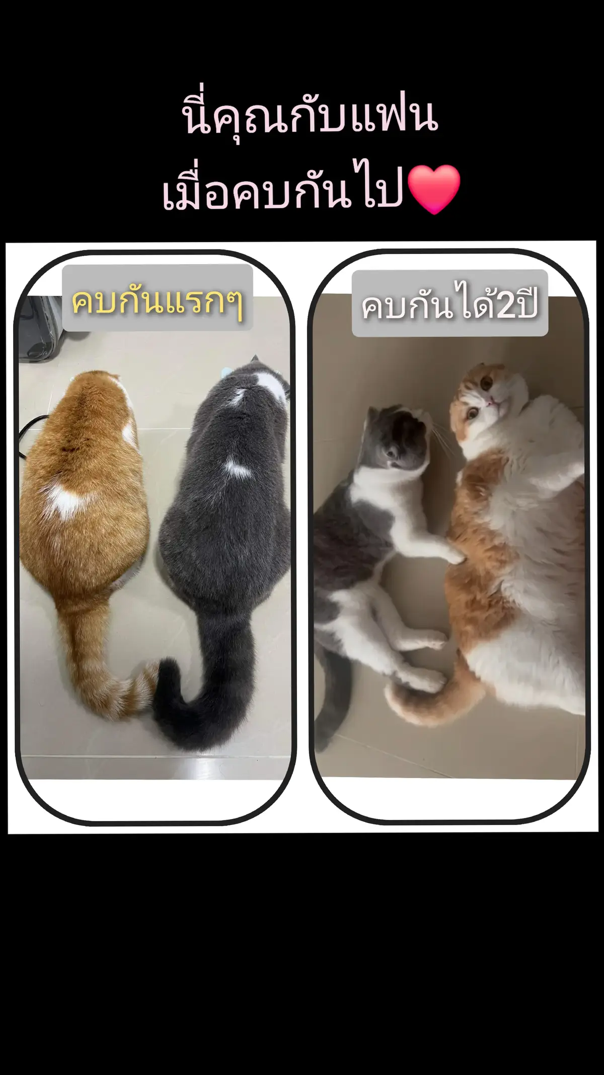 เผยตัวตนหลัง2ปี5555 #catsoftiktok #ทาสแมว #สกอตติชหูพับ #แมวตลก #ทาสแมวอ้วน 