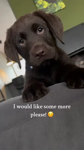 Attention now please!🥺 #puppy #puppylife #cute #sweet #labrador #puppylove #sweet 