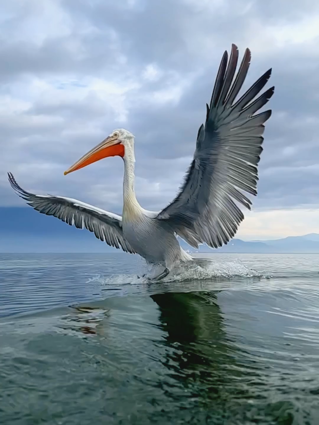 This is a Dalmatian pelican and they are found in Central Eurasia and can grow up to 1.8 meters in length with a wingspan exceeding 3.5 meters. What bird species fascinates you the most, and why? 📽 @seanweekly 📍 Northern Greece #pelican #animals #nature #dalmatianpelicans #travel
