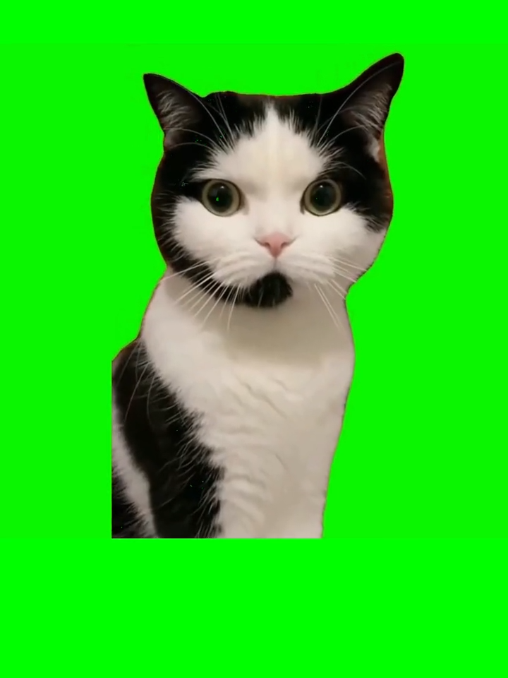 Cat customer service meme green screen free download #cameramanai