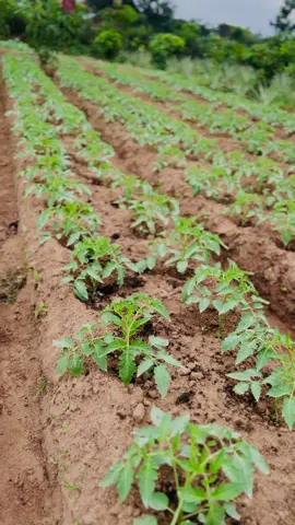 Tomato growing #tiktokuganda256🇺🇬🇺🇬🇺🇬 #viraltiktok🔥🔥 fyp#fyp @simonnicholasowin @Marthapounds @Redefining Tororo @Pamoja FarmersHub 