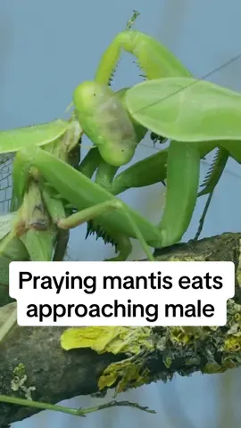 While it is true that female praying mantises often eat males after mating,  you might not know that males are able to procreate even without their head. They will attempt to initiate mating with another female after their heads are removed. #whotfdidimarry 