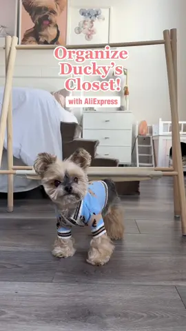 Organizing Ducky’s closet with @AliExpress 🐥👕 #duckytheyorkie #dogclothes #aliexpress #dogfinds @AliExpress US 