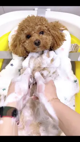 Puppy who loves taking a bath🤣#pet #fyp #funnyvideos #dog #cutedog #dogsoftiktok 