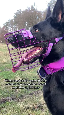 Since everyone asks- the muzzle is from @Unimon Chains !💜 #muzzle #dogmuzzle #muzzleddog #maulkorb #germanshepherd #fyp 
