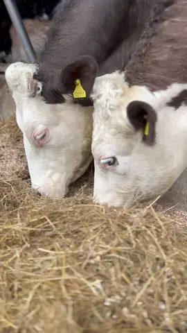 Spend the day with me in 1 second clips🥰 #farming #womeninagriculture #cattle #simmental #beeffarming #farm365 #countryliving #farm24 #heifers #sucklerherd #agriculture#farmersdaughter #johndeere 