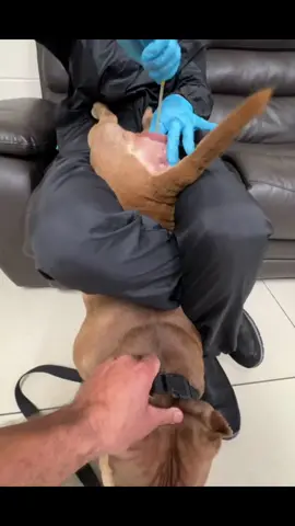 breeding done ✔️ #americanbullyofficial #dog #dogs #bully #americanbully #ddbcbelgium #breeder #breeding #cowboy #cowboyline #microbullies #dontbullymybreed #insemination #pregnancy #dogsofttiktok #breed 