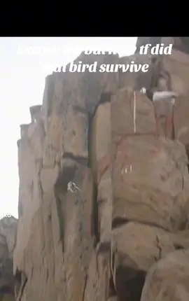 #brutal #crazy #documentary #bird #falling #broken #davidattenborough #fyp #viral #sad #no #nooo #😨 #shocked #survive #insane #noway #wtf #how  #what? #penguin #cliff #birds #birdsoftiktok  