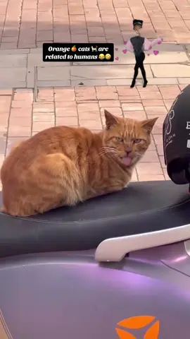 #funnyvideo #PetsOfTikTok #funnycat #petlover #orangecat 