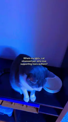 Milo says hi #BookTok #lgbt #catsoftiktok #fantasy #writersoftiktok #cat 