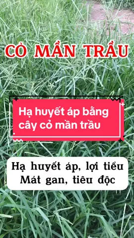 Hạ huyết áp bằng cây cỏ mần trầu#huyetapcao #namduoctrieugia #caythuocvuonnha #caythuocnam #baithuocdangian #namduocrungxanh #xuhuong 