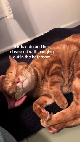 new foster cats!! (ik i said kitten oops) so excited to have them, will give an update once they fully settle in 🐱🐱 #dc #dctiktok #washingtondc #fosterkittens #fostercat #fosteringanimals #hra #hradc #adoptdontshop #kittens #dccontentcreator 