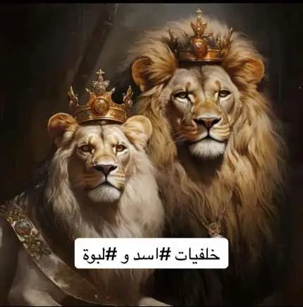 خلفيات الاسد ولبوة #الاسد #اللبوة #ملك #عشاق #الشعب_الصيني_ماله_حل😂😂 #الفخامة🔥 #اكسبلور #اكسبلورexplore 
