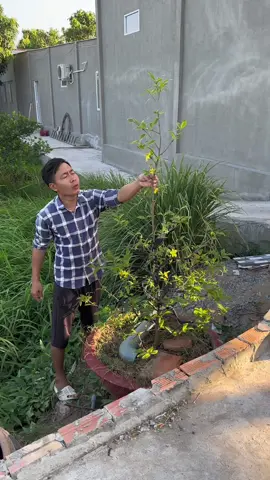 Cũng là mai mà sao nó lạ lắm #phuoclay #haihuoc 