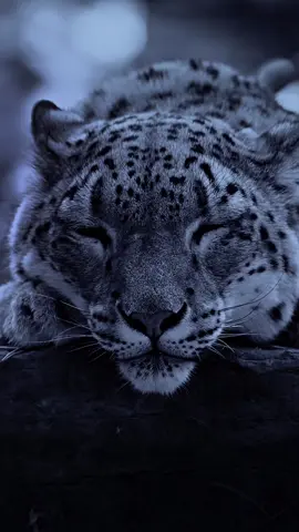 Snow leopard 4K #leopard #maravilloso #hermosoanimal ##wallpaper 