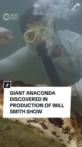 Scientists working on a new Will Smith National Geographic series in Ecuador have incidentally discovered a new giant species of snake. The supersized anaconda may be the largest ever filmed according to expedition leader, who is a professor at Australia’s own University of Queensland, Bryan Fry. #anaconda #science #amazon #ecuador 