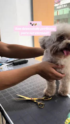 🐶💕Recordamos a cada mascota de forma especial. Este es un resumen de nuestras primeras mascotas.  🐾🐶🩷🤍 La casa de la mascota peluqueria y petshop apra tu engreido 🐾🤍💕🩷❤️🧡👋 #lacasadelamascota111 #carapongohuachipa #petloverdog🐾🐶😘🐕🥰 #amoamimascota #peluqueriacanina #peluqueriacanina #bañoparaperros #carapongo ##petlover 