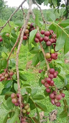 Buah langka Sekilas mirip kelengkeng merah padahal ini buah trenggulun/hutan Jombang gratis#fyp #fypdongggggggg 