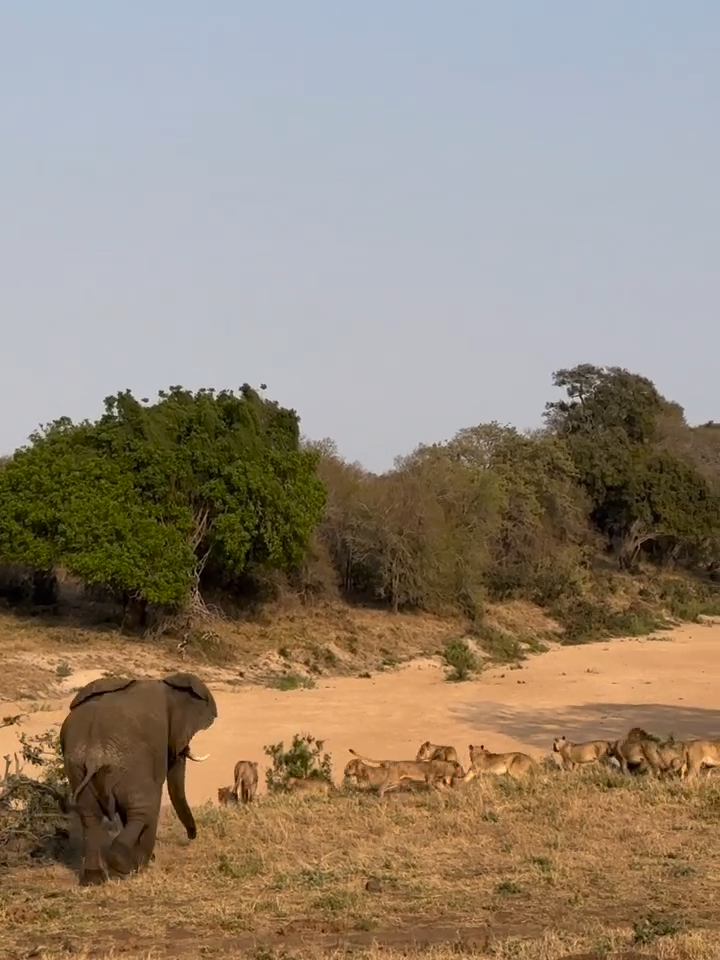 An Elephant vs A pride of Lion. Who wins? #wildlife #african. An Incredible interaction #lions #elephant  #elephantlover