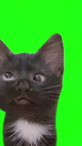 Gato bizco #gatobizco Memes listos para tus edits con pantalla verde y en HD. Pedir los que queráis #greenscreen #pantallaverde #hd #meme #memes #edits 