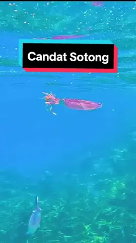 Candat Sotong🦑 #candat #candatsotong #sotong #umpan #seafishing #fishing #umpanudang #umpansotong #fyp 