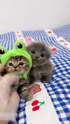 - OMG..baby cats🥰🥰#pet #cat #cutecatvideos #lovecats #kittens #kittensoftiktok #fyp #foryou #catsoftiktok 