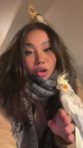 Missy vs. Papaya geht in Runde 1, meine Freunde. Statt auf ihren Stock zu fliegen, macht sie: „HAH👹“ lol  #missy #papaya #humor #nymphensittich #fyp #fypシ #viral #vogel #ausraster #haustiere 
