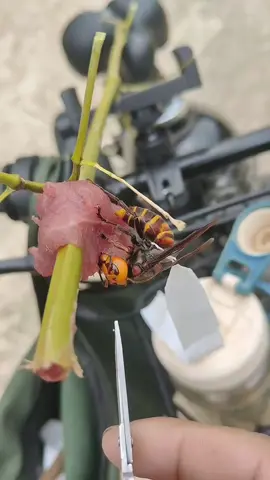 #foryou #asmr #wasp #beekeeper #usa 