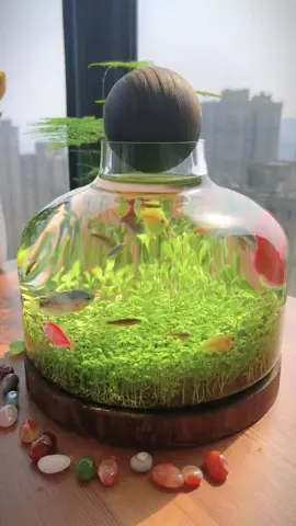 Do you want one?#foryou #foryoupage #aquariums #fishtanks #fishtoks 