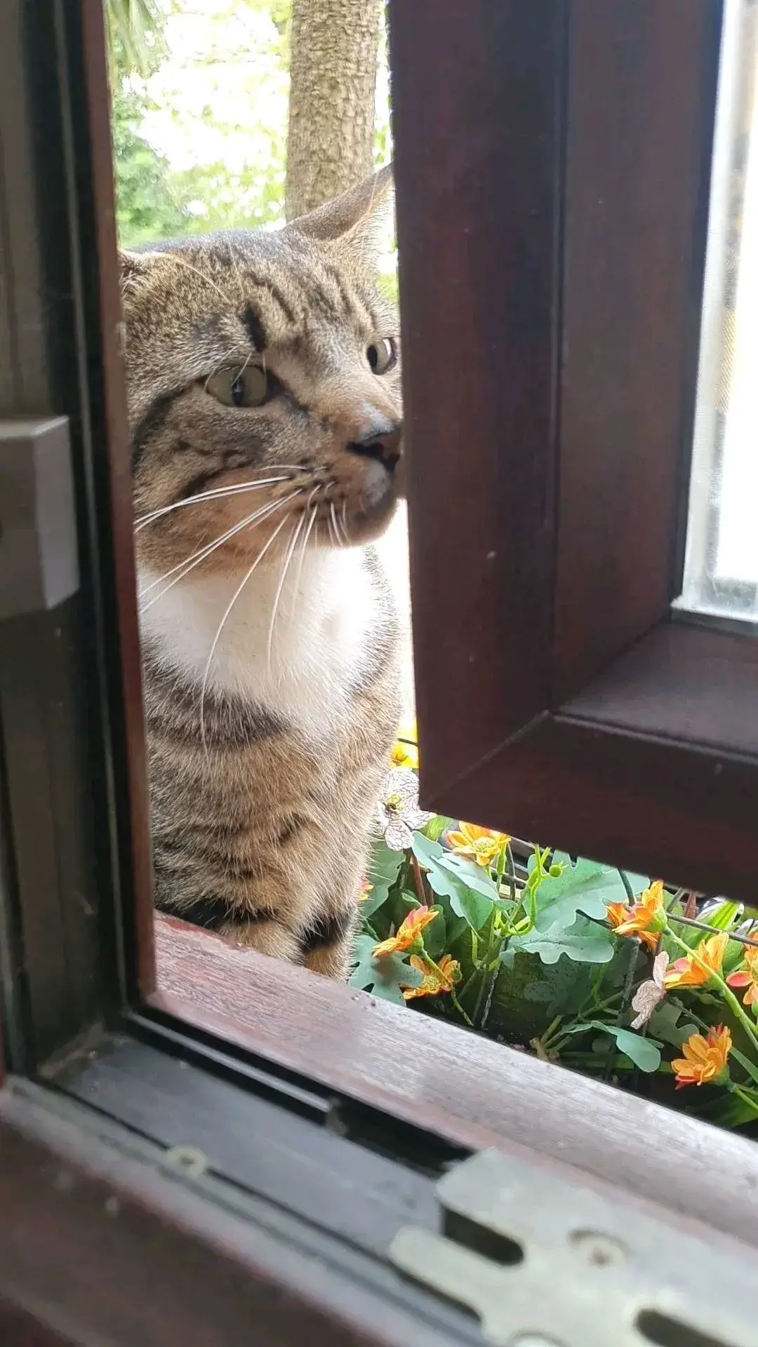 #cat😻😻😻❤️❤️❤️ #cutecat #catlover #catsoftiktok 