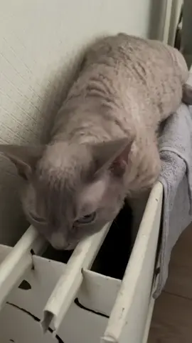 Взаємна підписка від #Котика 🥰🤗❤