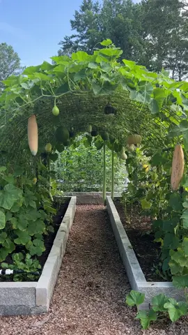 What is a good width for making an arch trellis? The height of an arch trellis is inversely related to the width of the arch. With a 16 ft cattle panel from @TractorSupply, a 5 to 7 ft width is ideal for creating an arch with good clearance and load bearing capacity. If you need more vertical clearance for your desired width, you can accomplish this by mounting the cattle panel to the t-posts, so it's suspended above soil level. #gardentok #gardenhacks #gardentips #howtogarden #growyourownfood #homegrown #homestead #archtrellis #cattlepaneltrelli #archtrellistunnel  #gardeninspiration #farmhack #farmlife #backyardgarden #backyardfarm #atlantagardener #georgiagardener #organicgardener