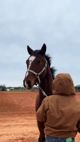 So pretty even when snorting at the llamas across the street 😂😂 #geldings #horse #horses #prettyhorses #fyp #horsepeople #foryall #horsetraining #horselife 