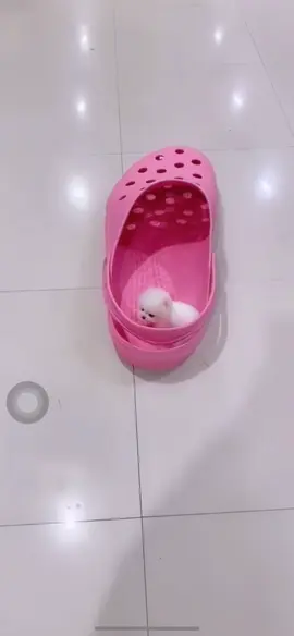 Sự cute không hề nhẹ #pom #pomeranian #thucung #xuhuong #viral #cute #pet 
