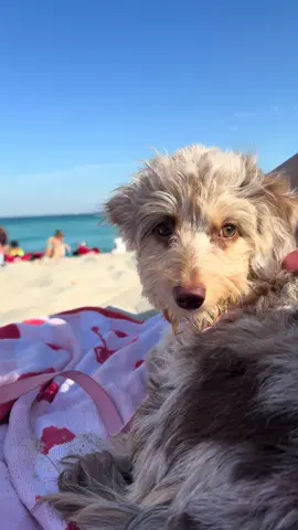 Apple’s first time at the beach 🥹💞🌊☀️🦮 #minisussiedoodle #fy #fyp #foryou #foryoupage #beachday 
