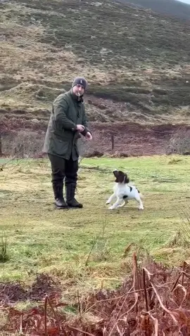 Springer Spaniel puppy loving life! @Dog & Field @Johnnorrisofpenrith @Gundog Stories HL #richtdog #workingdog #gundog #gundogtraining #dogsofttiktok #DogTraining #puppy #springerspanielpuppy #springerspaniel 