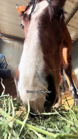 lucero enjoying his food #hay #alfafa #view #caballo #eatinghay #horsemustang 