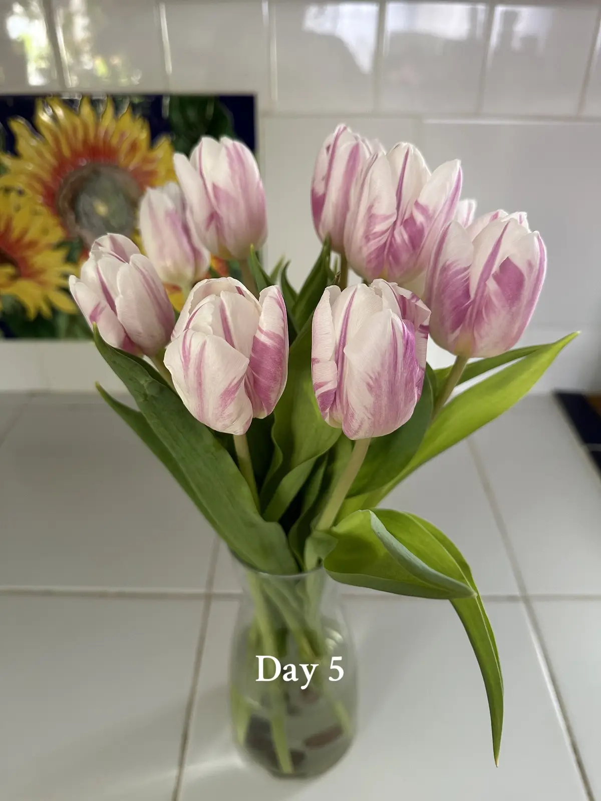 #fyp #fypシ #foryou #foryoupage #parati #tulip #tulips #tulipanes #tulipan #tulipanes🌷 #tulipseason #tulipreview #whitetulips #purpletulips #tulipbouquet #tulipbloom #bloom #flowers #favoriteflower #ramodeflores #girls #girlythings #girly #girlytok #girlssupportinggirls #teamwork #week #tulip #tulipfestival #tulipfield #tulipfields #amsterdam #bucketlist #florist #viral #usa #virginia #dmv #tulip #happyplace #favorite 