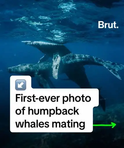 The first-ever photograph of mating humpback whales has been observed, and it turns out both whales are males. Stephanie Stack, a whale researcher at the Pacific Whale Foundation, said that the sexual behavior of humpback whales had “remained mostly a mystery until now.” Homosexual behavior is common in the animal kingdom and has been seen among dolphins and orca whales, but never previously between humpback whales. Credits: Lyle Krannichfeld and Brandi Romano