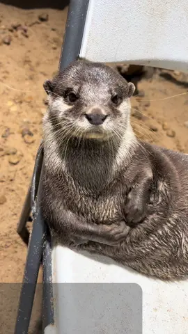 When no one gives you belly rubs so you have to do it yourself… #otter #zookeeper #animals #funnyanimals #otters #bonnieandclyde 