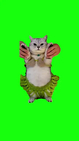 Cat Belly Dancing | Green Screen #cat #catmeme #dance #memes #viral #fyp #bellydance #meme 