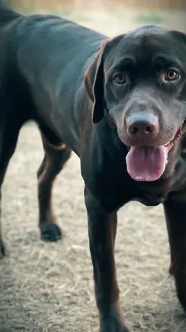 Get it boy. ❤️ #chocolatelabrador #puppies #chocolatelab #DogTraining #puppy #labrador #chocolatelabsoftiktok #chocolatelabs #dog #labsoftiktok #dogtreats 