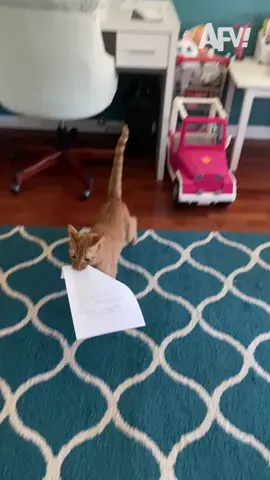 Catssistant deserves a raise 😼 #afv
