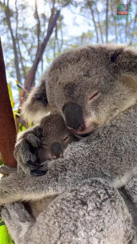 Sometimes all you need is a big cuddle from mum 🥰🐨 #koala #seeaustralia 