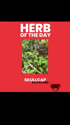 Herb of Today: Skullcap 🌱 Here are some benefits of integrating Skullcap in your everyday life. Skullcap has a WIDE range of uses but here I am naming a few. Go follow @mysticalmeeks MY ONLY PAGE Also check out Herb uses post! Sending and welcoming back abundant BLESSINGS and PEACE alongside LOVE and LIGHT ❤️🧿 #fyp #vvitch #vvitchtok #vvitchfyp #hoodoo #mysticalmeeks #astrology #angelnumbers #metaphysicalhealing #metaphysical #roots #rootwork #herbs #herbalmedicine #herbalbaths #herbaloil #spiritualbaths #spelljars #protection #spiritualawakening #spiritualjourney #spirituality #courage  #anxietyrelief #skullcap 